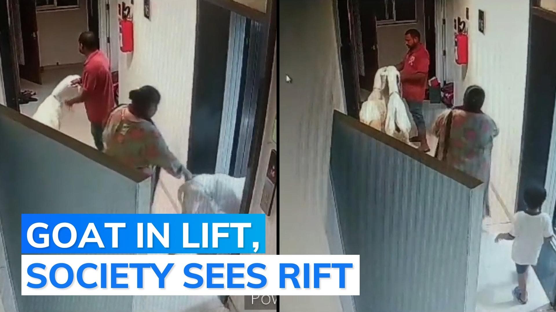 Ahead of Eid, man brings goats inside housing society; dispute erupts