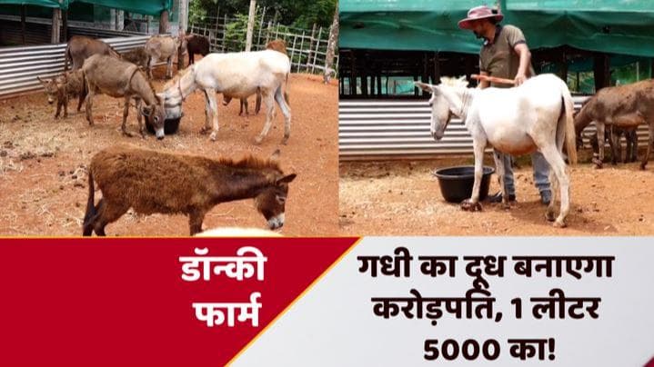 Donkey Farm: नौकरी छोड़कर खोला डॉन्की फार्म, मिला 17 लाख का ऑर्डर; 1 लीटर की कीमत 5000!