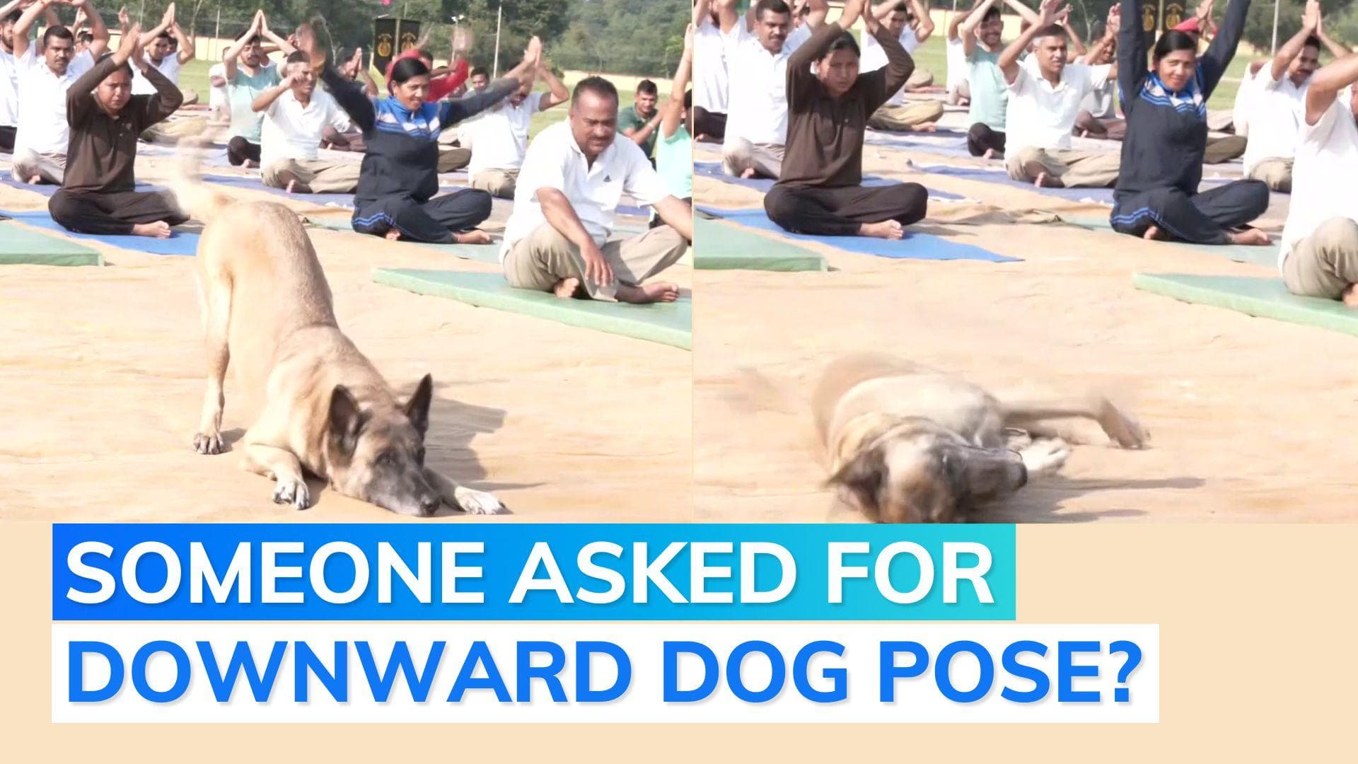 Yoga Day: dog from ITBP's canine squad 'performs yoga' at Udhampur event