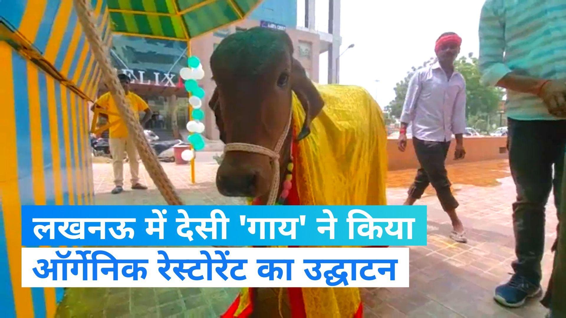 Video: लखनऊ में देसी 'गाय' ने किया ऑर्गेनिक रेस्टोरेंट का उद्घाटन, देखते रह गए लोग 