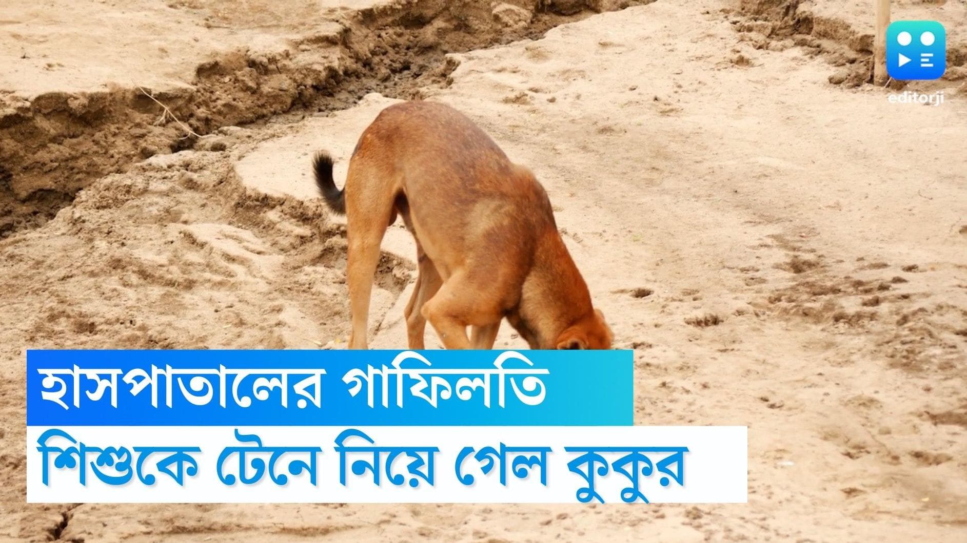 Dog killed infant: মায়ের পাশ থেকে ১ মাসের শিশুকে মুখে করে টেনে নিয়ে গেল শিশু, হাসপাতালের বাইরে মিলল দেহ