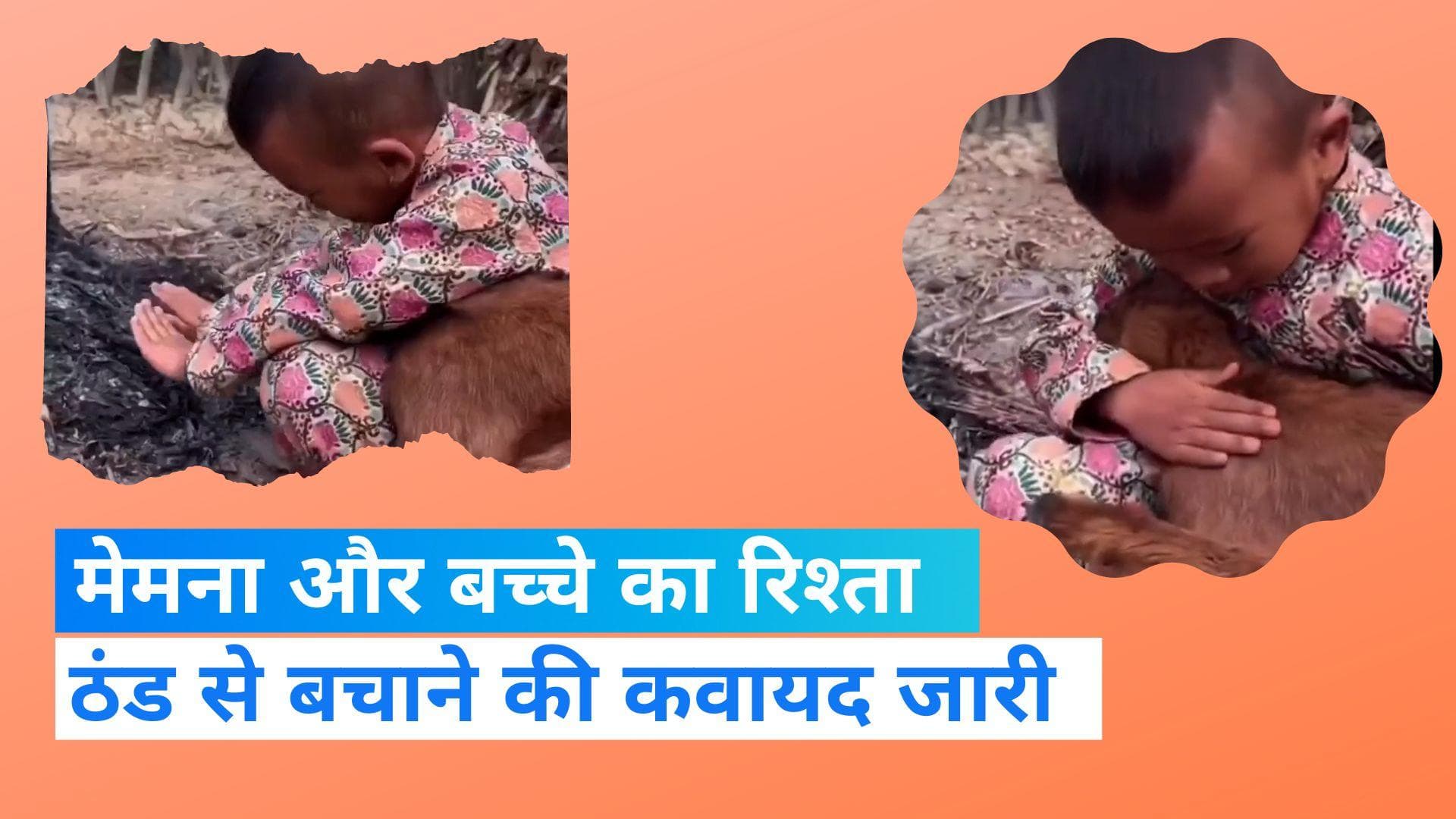 Viral Video: ठंड में बकरी के बच्चे की मासूम को चिंता, आग से हाथ गर्म कर सेंक रहा मेमने को 