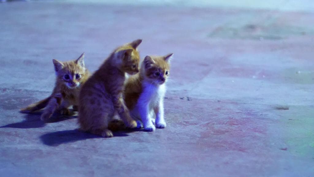 China kills 3 housecats that tested positive for Covid-19