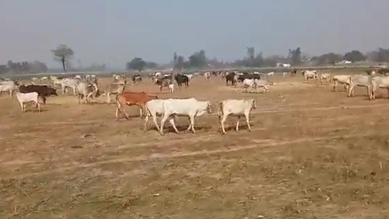 UP Election 2022: Farmers release stray cattle near Yogi's rally venue to show anger