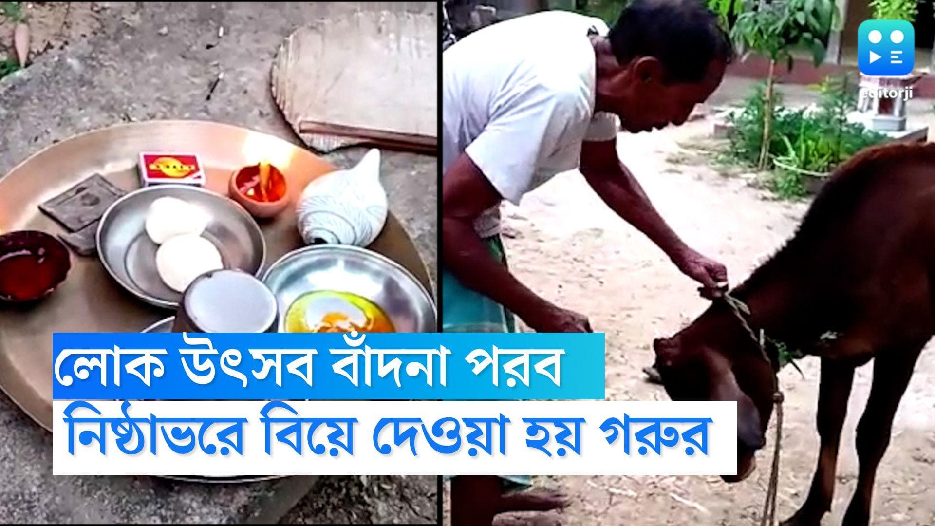 Badna Festival: ধুমধাম করে দেওয়া হয় গরুর বিয়ে, বাঁদনা পরবে মেতে ওঠেন বাঁকুড়া, পশ্চিম মেদিনীপুরবাসী