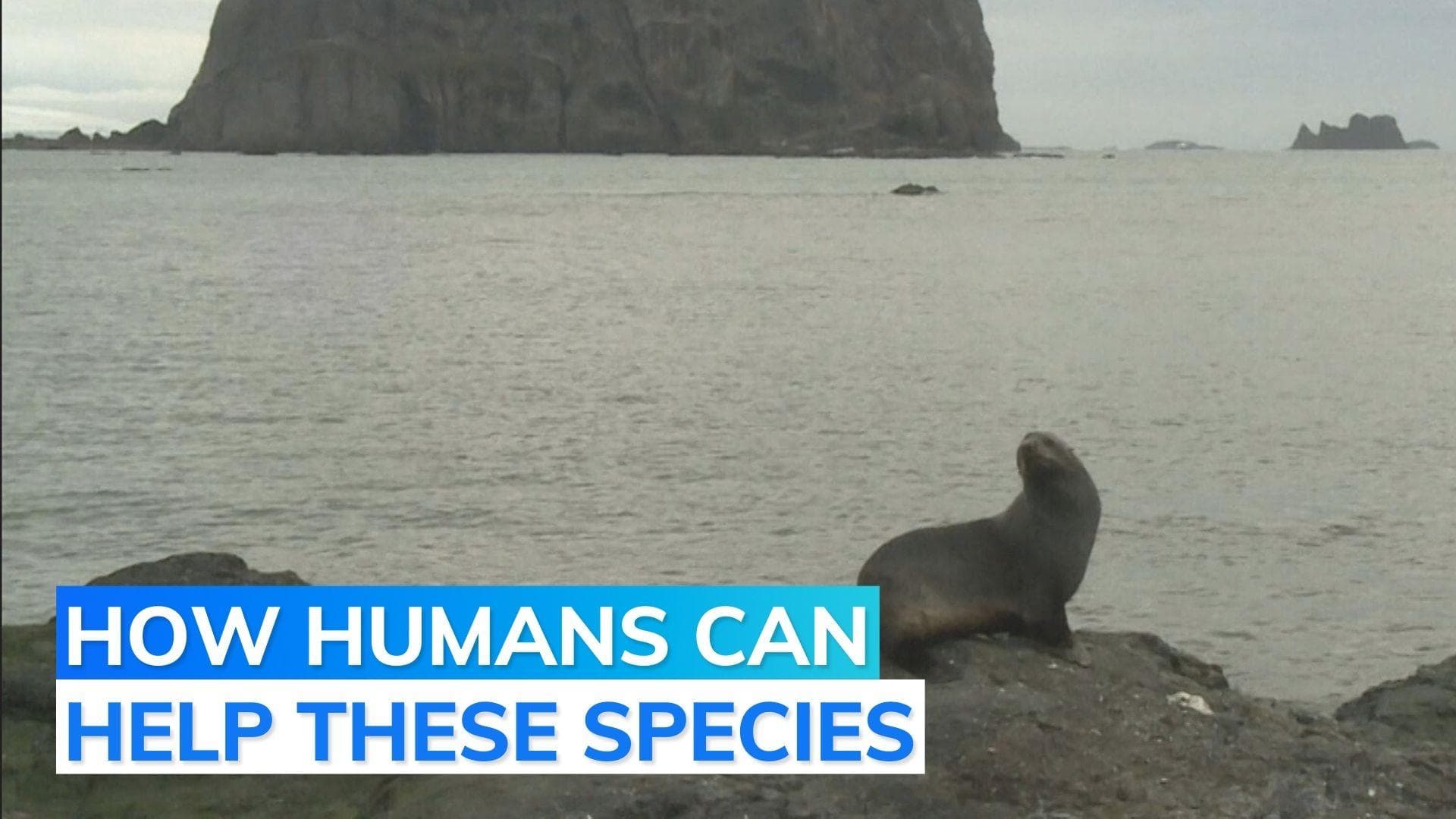 Antarctica’s emperor penguins could be extinct by 2100: report