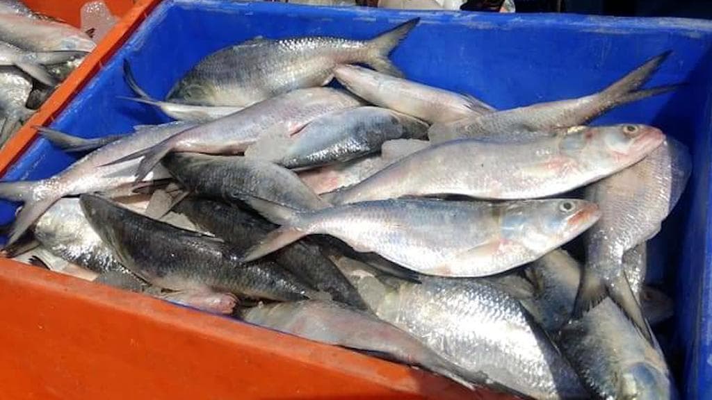 Hilsa in Bengal : ভাইফোঁটার আগেই বাজারে পদ্মার ইলিশ, ১৮ মেট্রিক টন রপ্তানি রাজ্যে