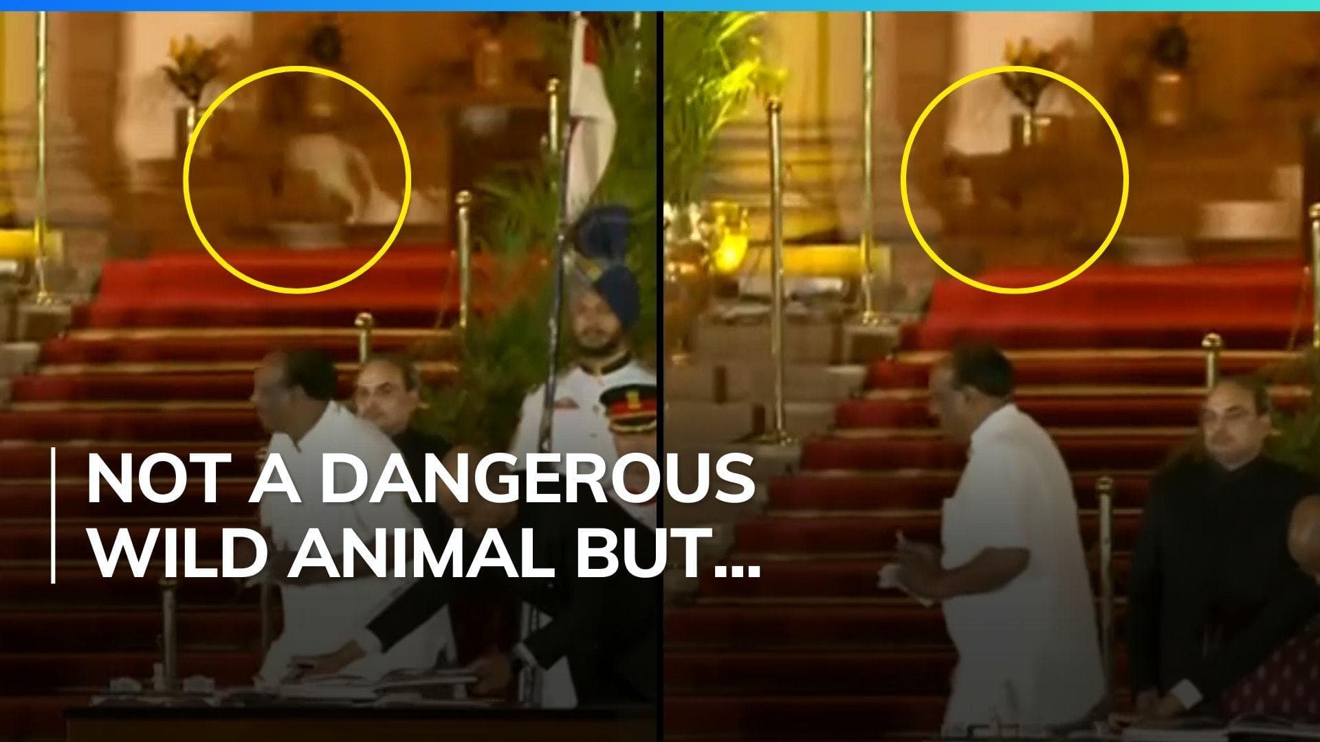 Leopard at Rashtrapati Bhavan? Delhi police solve mystery