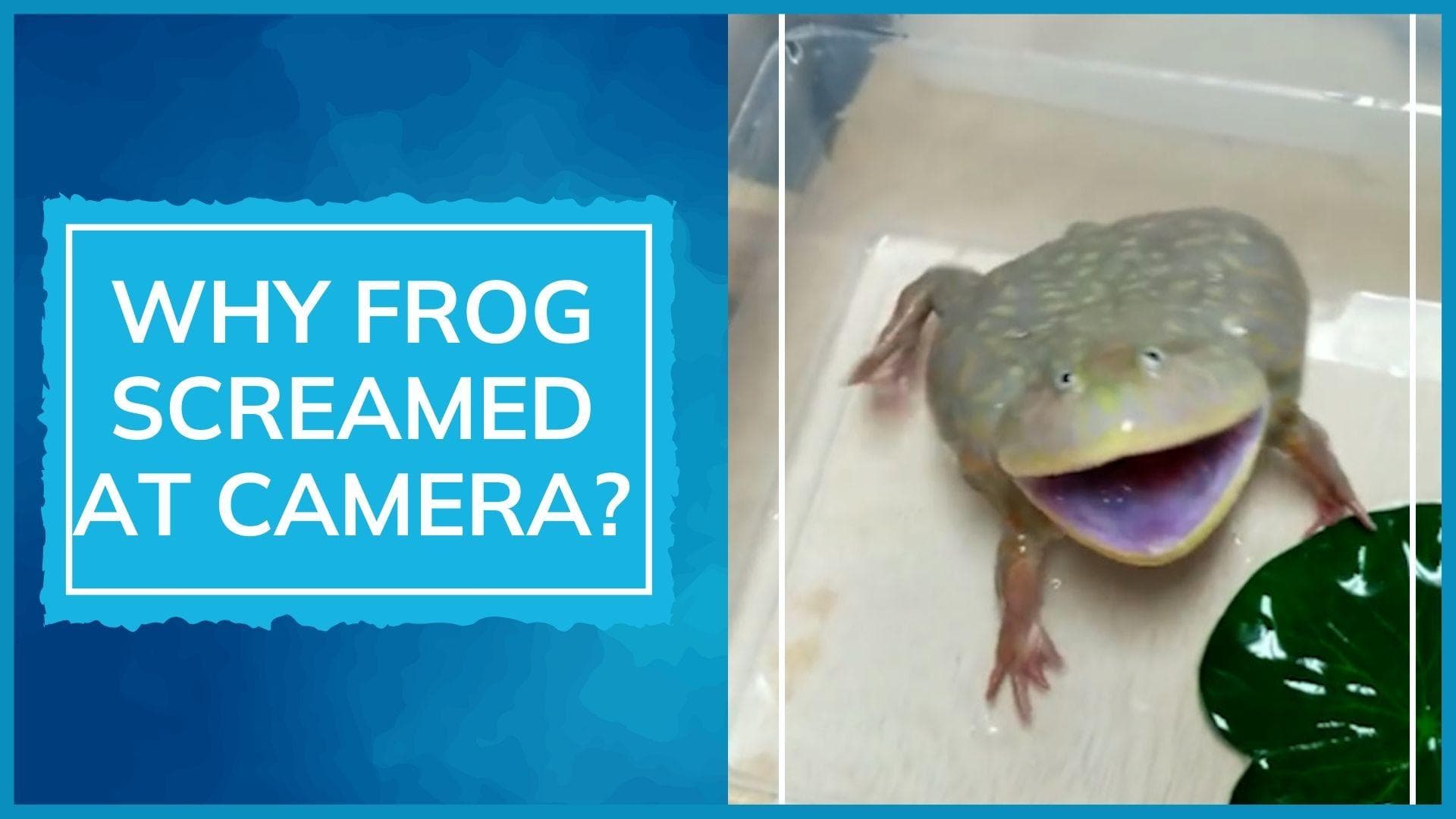 Watch: frog screams at camera, video goes viral. See what expert said