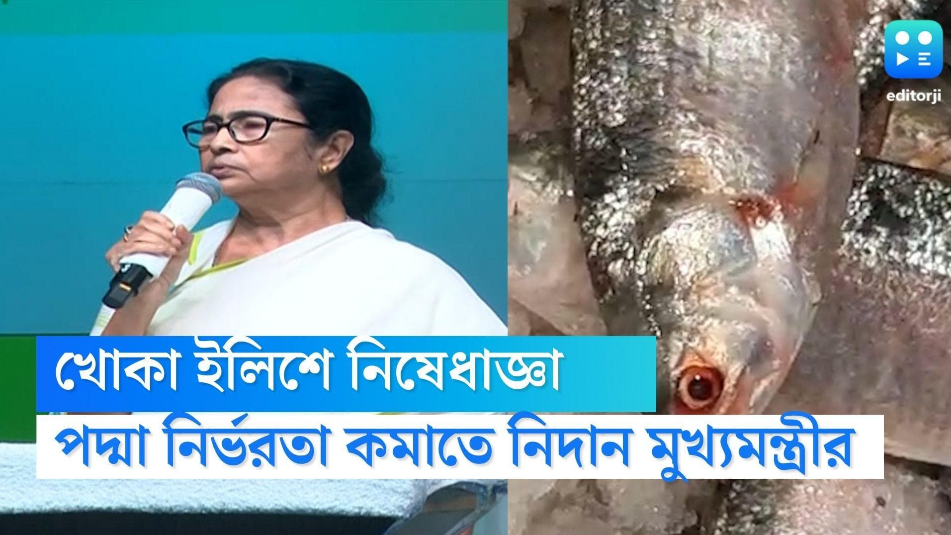 Hilsa Fish: খোকা ইলিশ ধরা ও বিক্রিতে লাগাম, রসনা তৃপ্তিতে পদ্মার উপর নির্ভরতা কমাতে নির্দেশ মুখ্যমন্ত্রীর