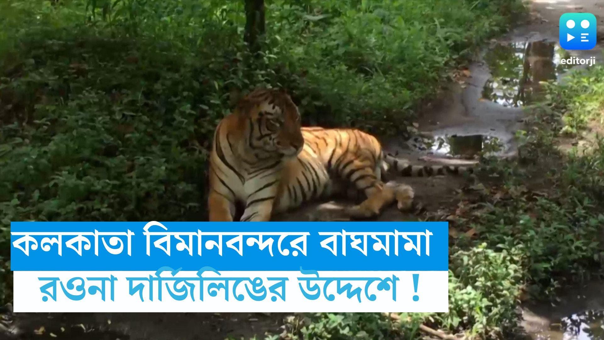 Kolkata News : কলকাতা বিমানবন্দরে একজোড়া সাইবেরিয়ান বাঘ !গন্তব্য কোথায় জানেন ?