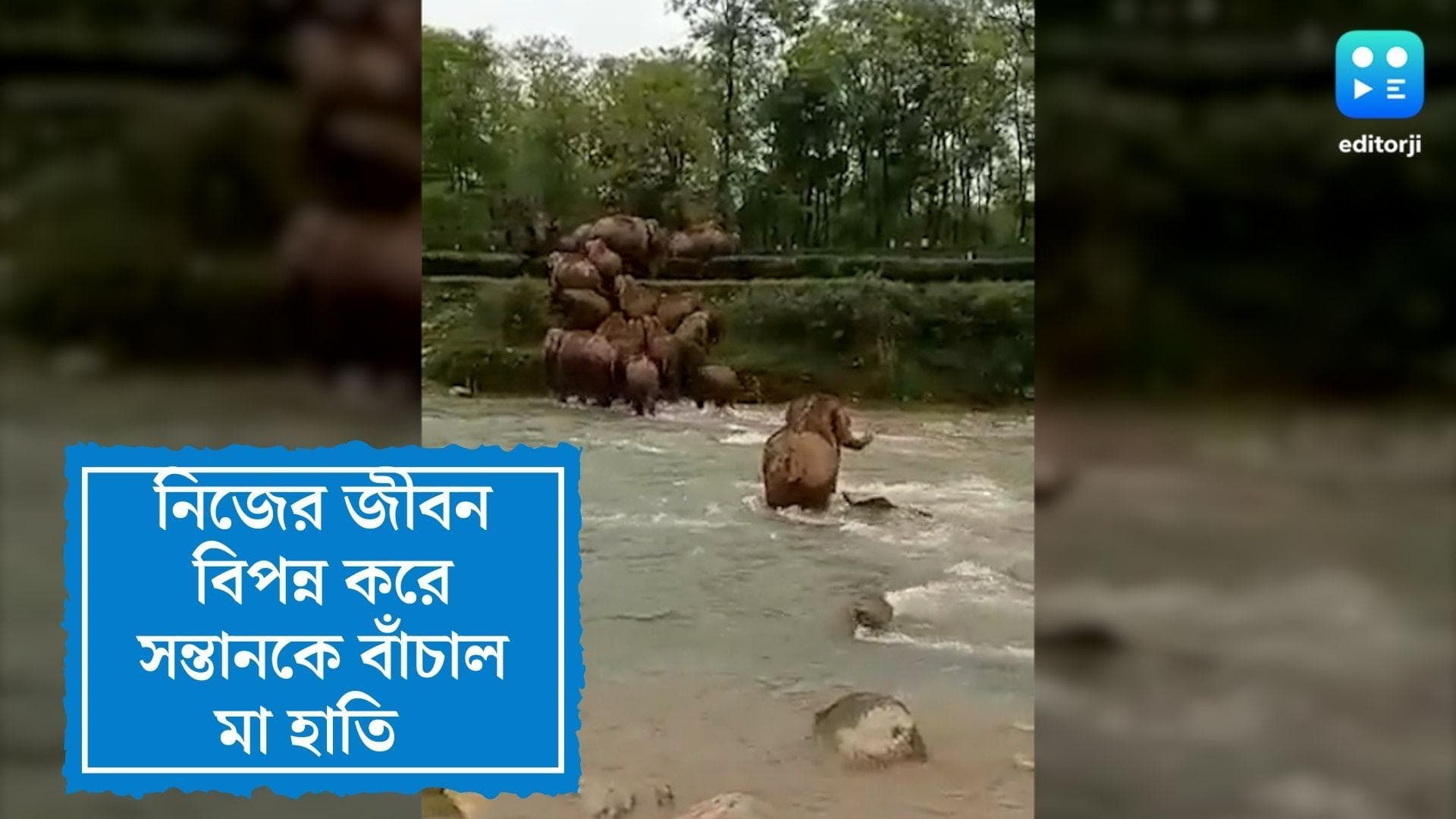 Elephant Viral Video:স্রোতে ভেসে যাচ্ছিল শাবক, জীবন বিপন্ন করে সন্তানকে বাঁচাল মা হাতি, ভাইরাল ভিডিও