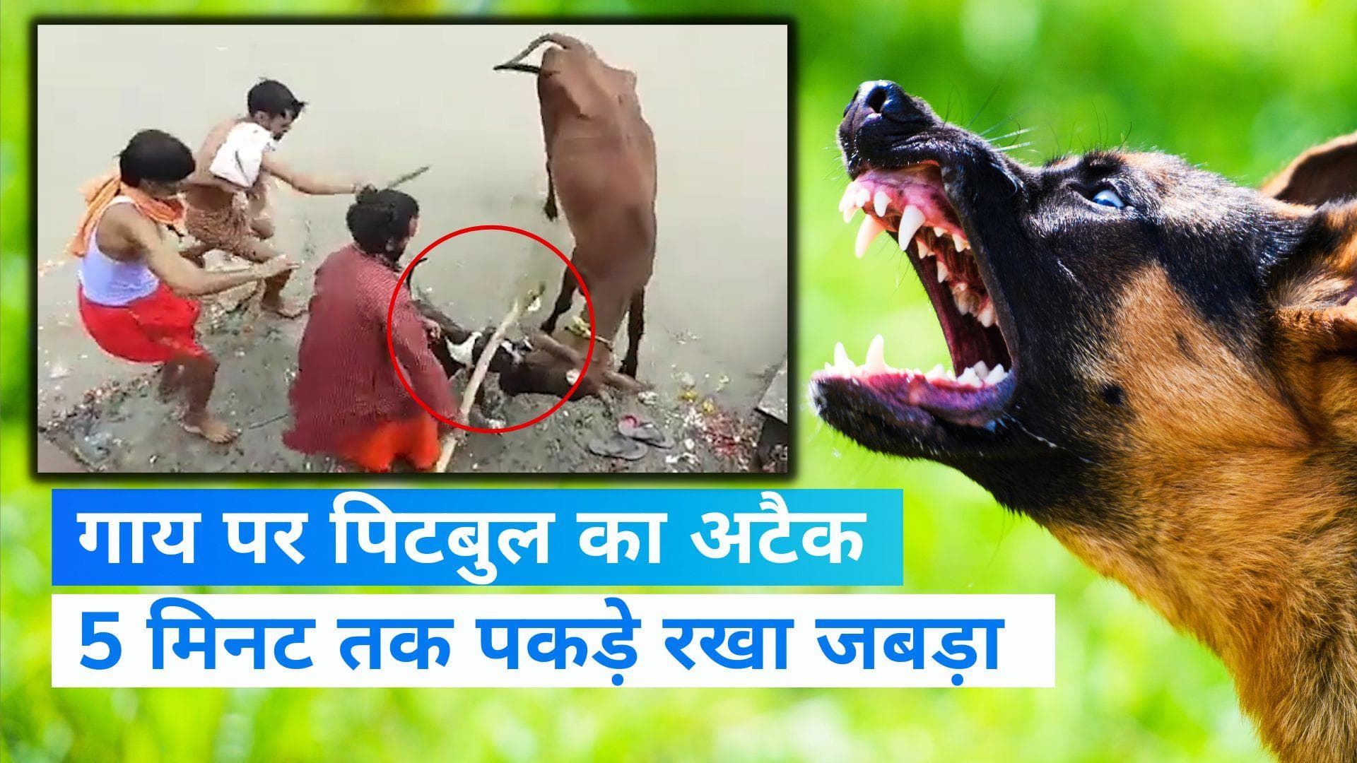 Kanpur News: अब खूंखार पिटबुल ने गाय पर किया हमला, रॉड से मार खाकर भी नहीं छोड़ा, वायरल हुआ Video