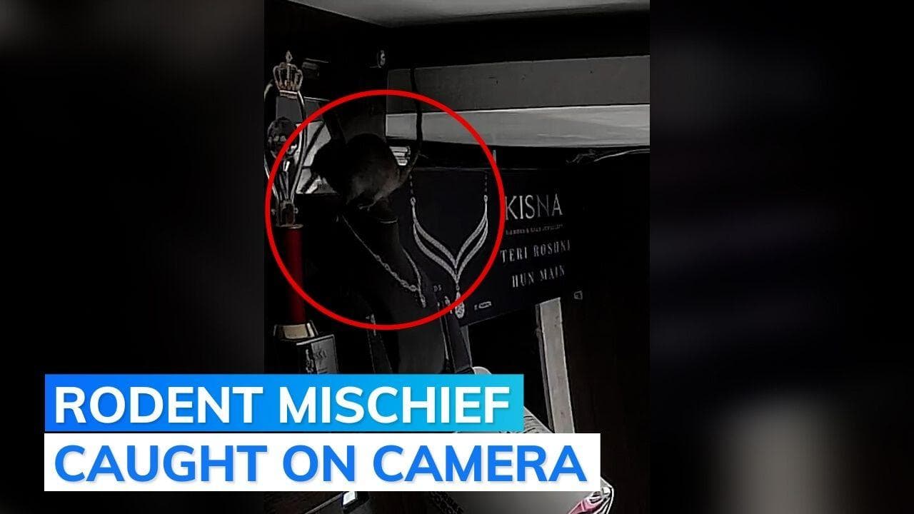 Watch: necklace theft by 'rat' leaves netizens in splits