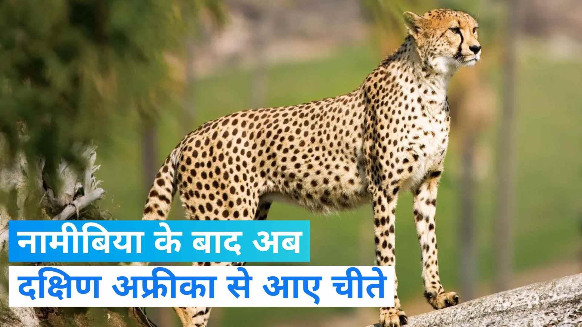 Cheetah Project: दक्षिण अफ्रीका से आए 12 नए मेहमान, कूनो नेशनल पार्क में अब होंगे 20 चीते  