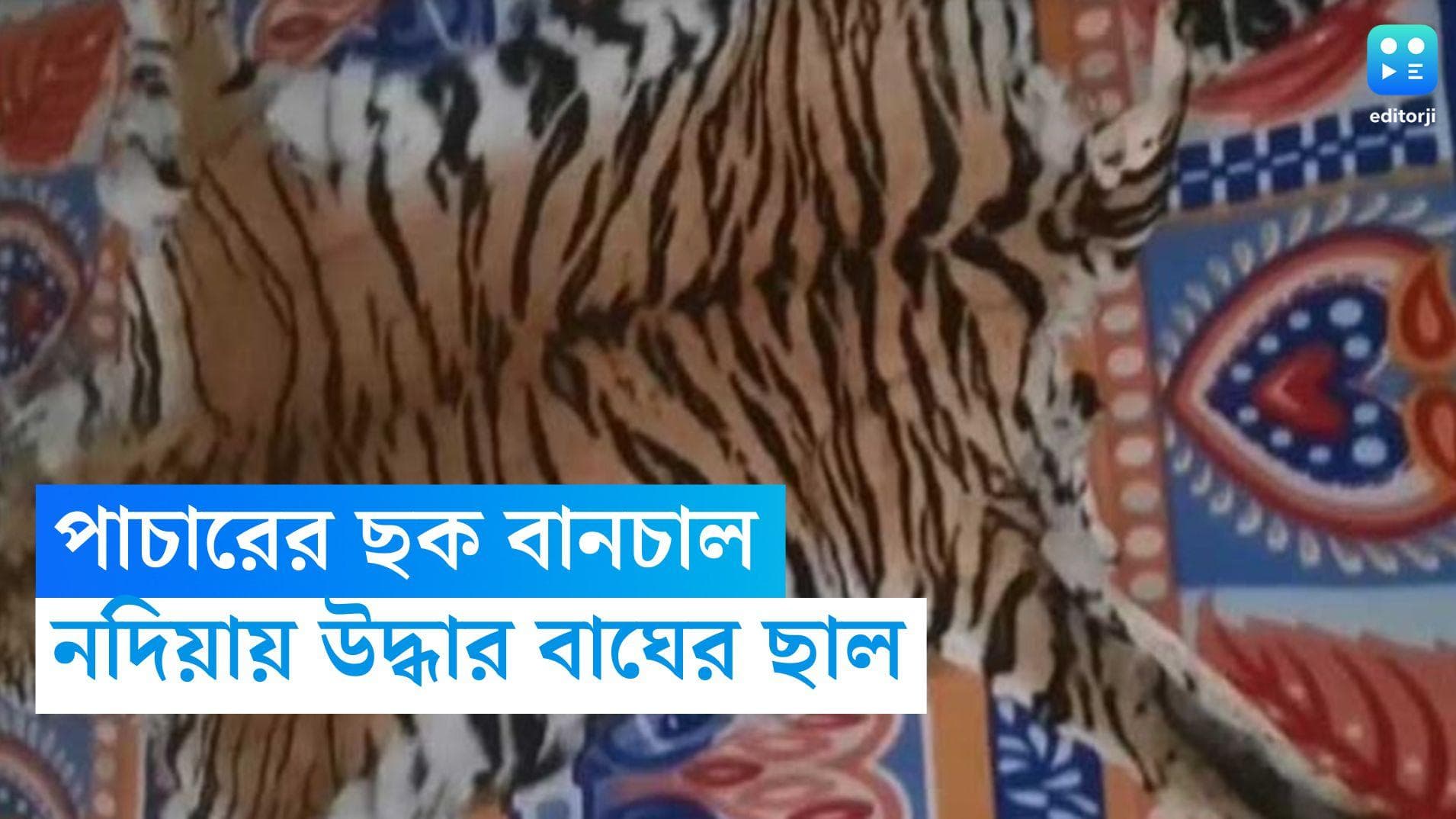 Nadia Smuggling News: বাংলাদেশে বাঘছাল পাচারের ছক, নদিয়া সীমান্তে পুলিশি হানায় পলাতক দুষ্কৃতীরা