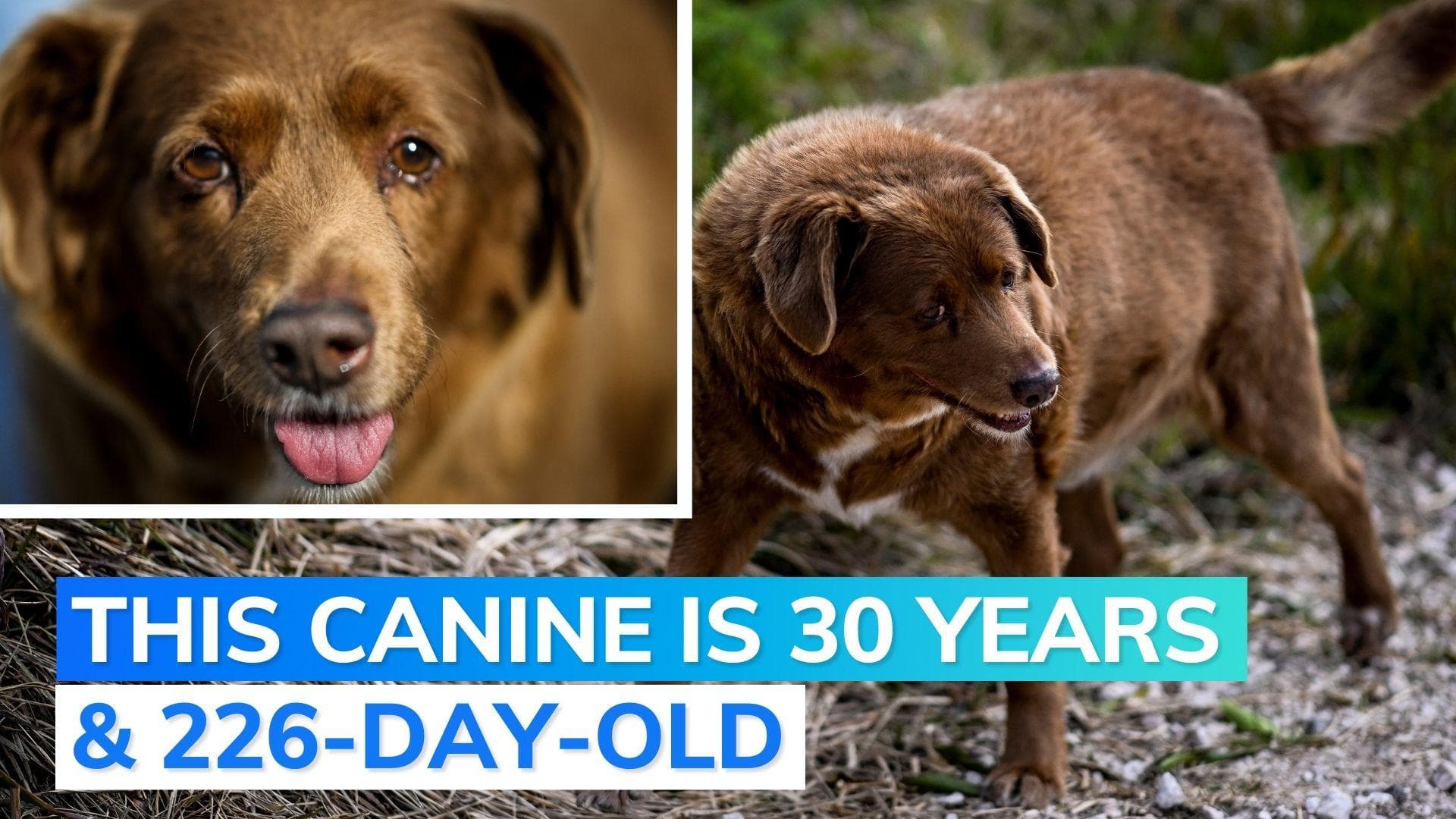 Watch: meet Bobi, world's oldest dog ever 