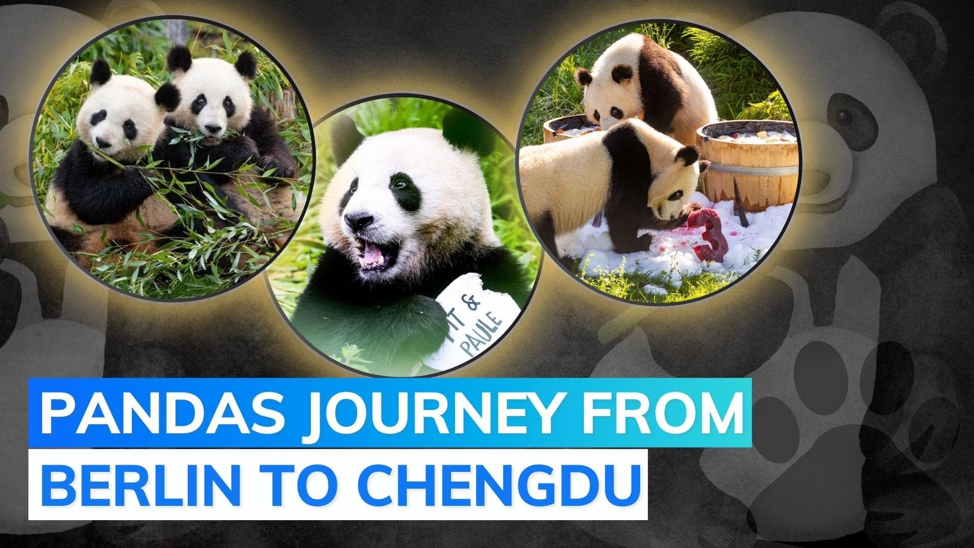 Berlin Zoo sends first giant pandas born in Germany to China