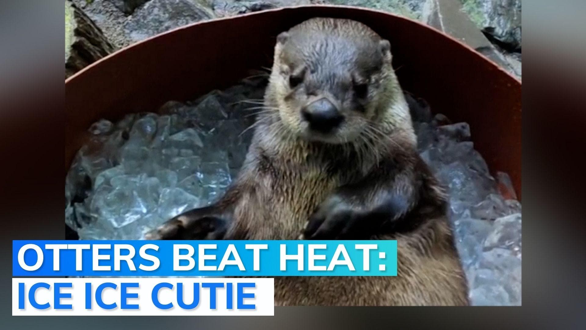Otters chill out in bucket of ice cubes: the cutest video you will see on internet today