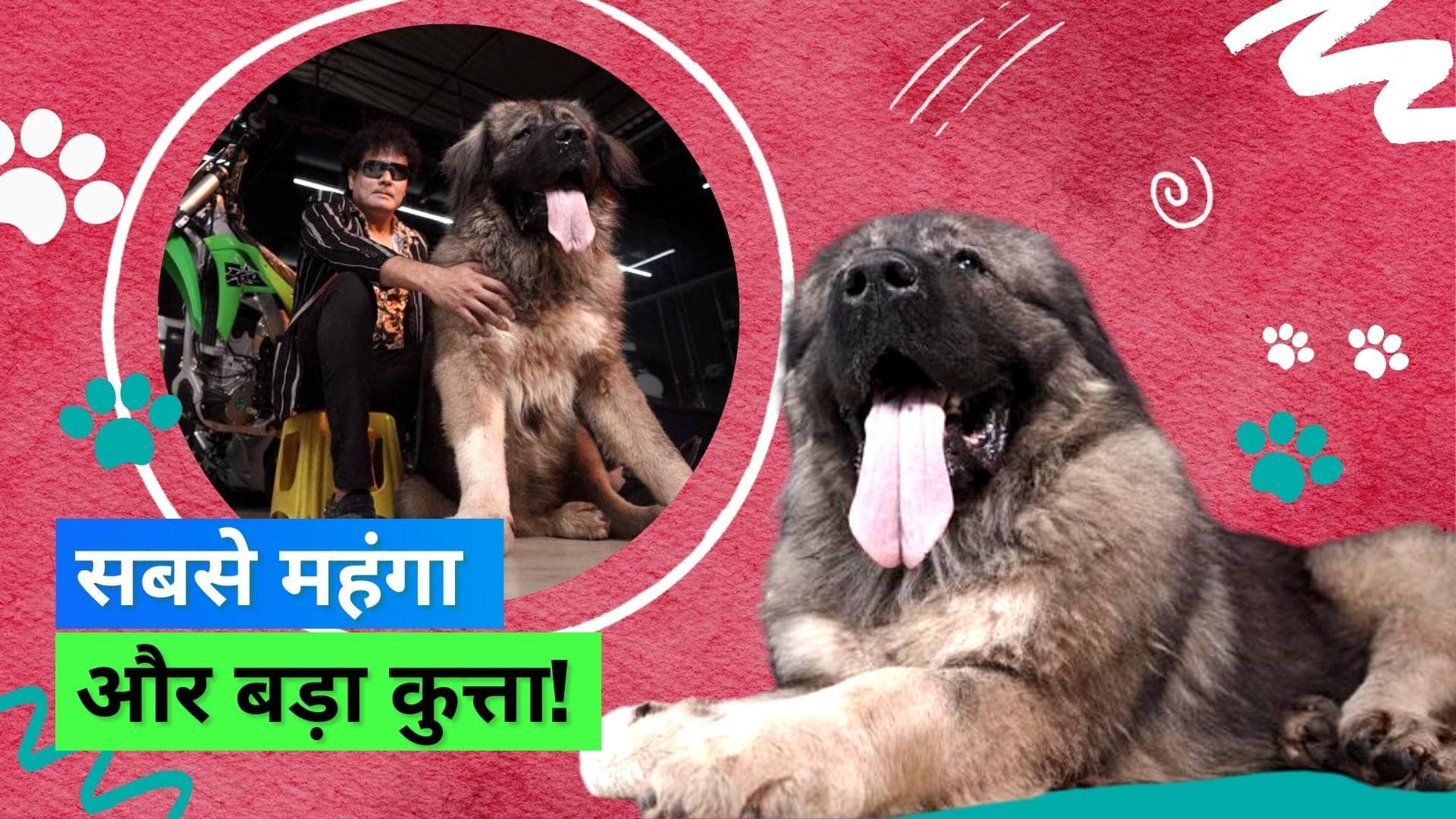 Largest Dog: 110 किलो का 6 फीट लंबा है ये कुत्ता, करोड़ों में है इसकी कीमत