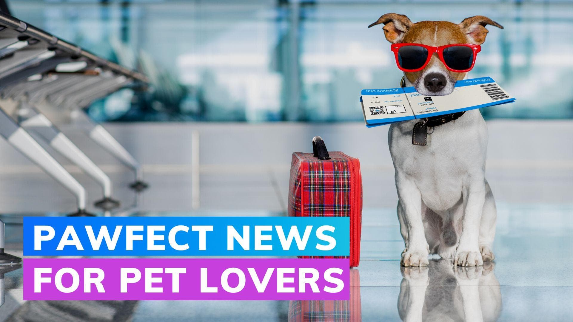 This airline to allow pets in cabin, cargo from November 