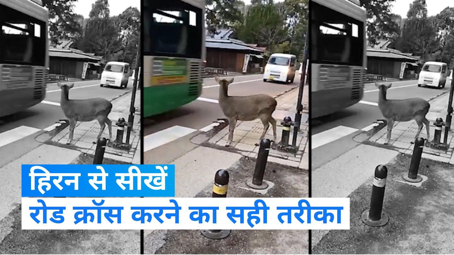 Viral: क्या आपने देखा जेब्रा क्रॉसिंग पर खड़े हिरण का IQ... अब ऐसे ही करना रोड क्रॉस