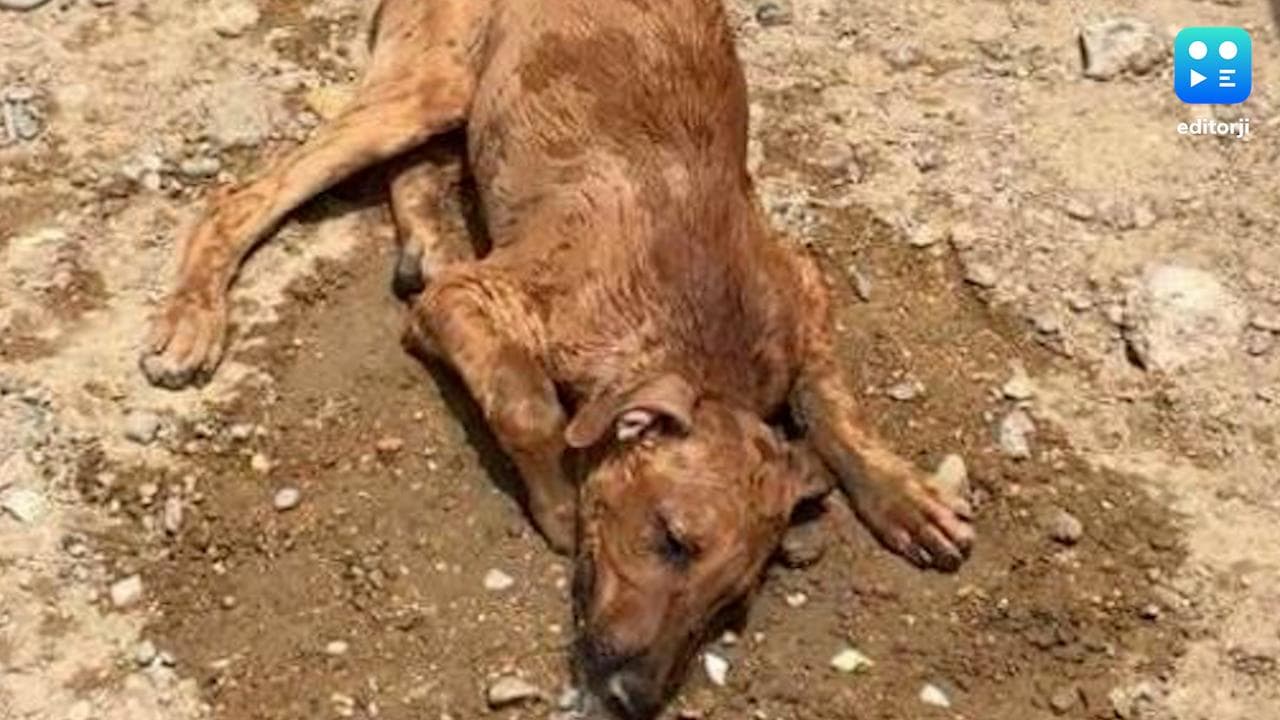 Odisha Poisoning Dogs: कुत्तों के चिल्लाने से परेशान शख्स ने 20 बेजुबानों को जहर देकर मार डाला