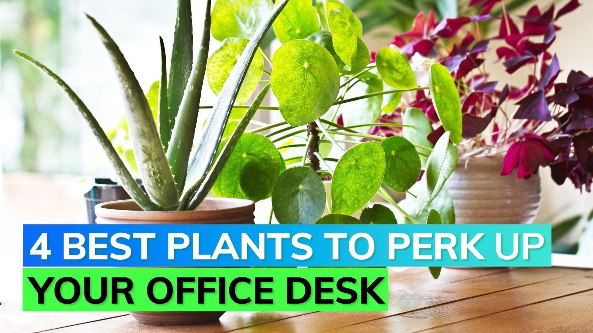 4 Easy-to-care plants to decorate your workspace