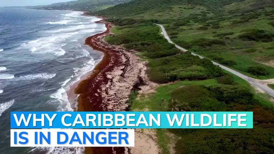 Explained in 60 seconds: what is choking Caribbean shores