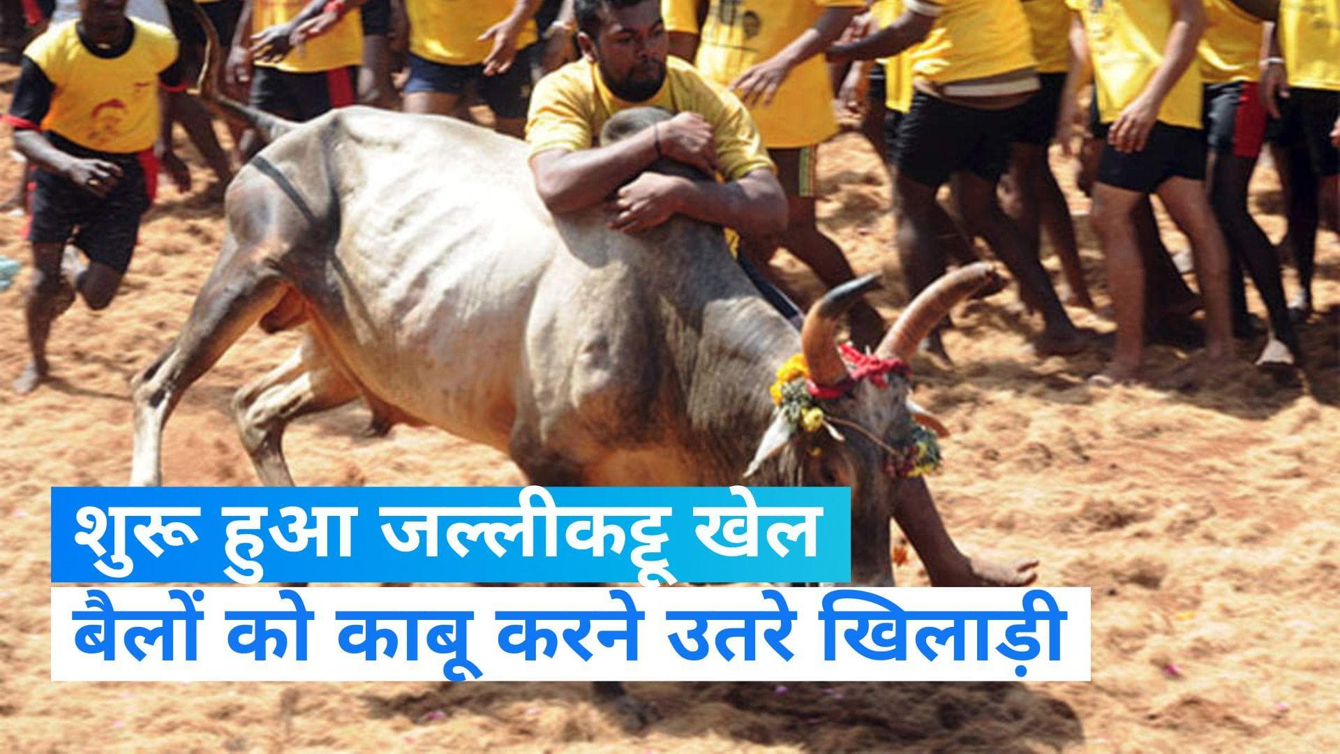 Jallikattu : तमिलनाडु के मदुरै में शुरू हुआ जल्लीकट्टू खेल, सुरक्षा के पुख्ता इंतजाम