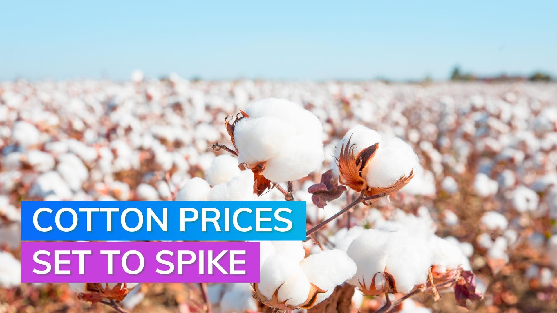 Cotton prices likely to touch ₹75,000 per candy by mid-2023 as demand rise amid lower production