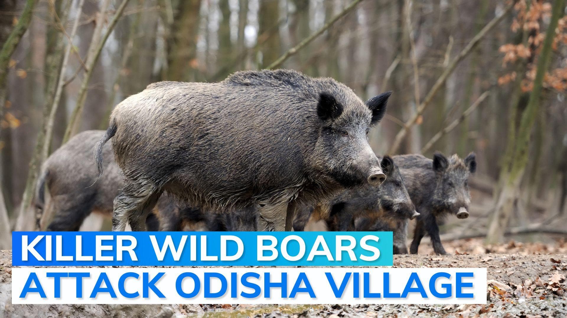 Wild boars kill a woman, injure over 5 in village in Odisha. Watch what happened