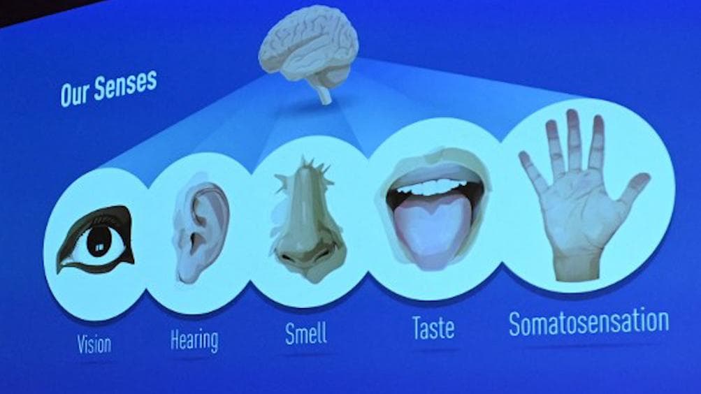 Ardem Patapoutian and David Julius, scientists who discovered receptors of touch win Nobel Prize 