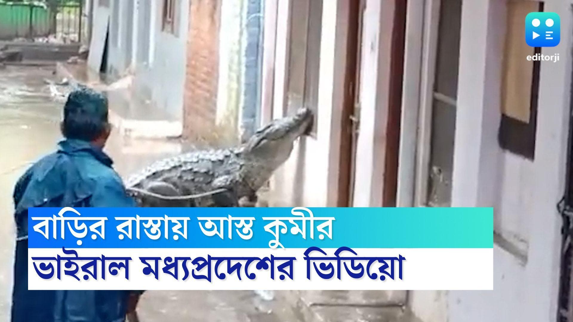 MP Viral Crocodile Video: মধ্যপ্রদেশের রাস্তায় ভেসে বেড়াচ্ছে আস্ত কুমীর, আঁতকে উঠলেন নেটাগরিকরা