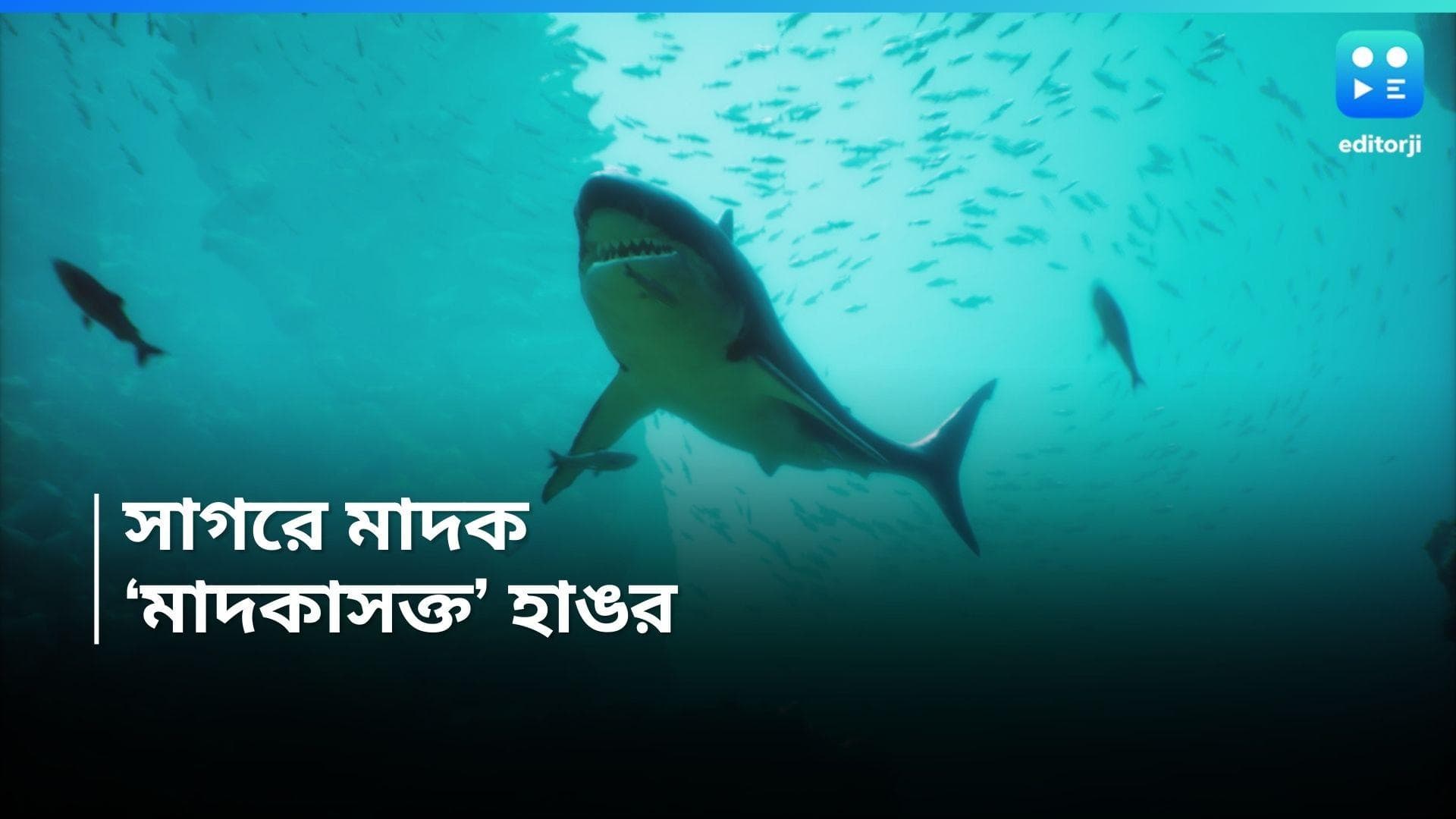 Cocaine-positive Shark: ব্রাজিলের উপসাগরে উদ্ধার 'মাদকাসক্ত' হাঙর, চোখ কপালে উঠল বৈজ্ঞানিকদের 