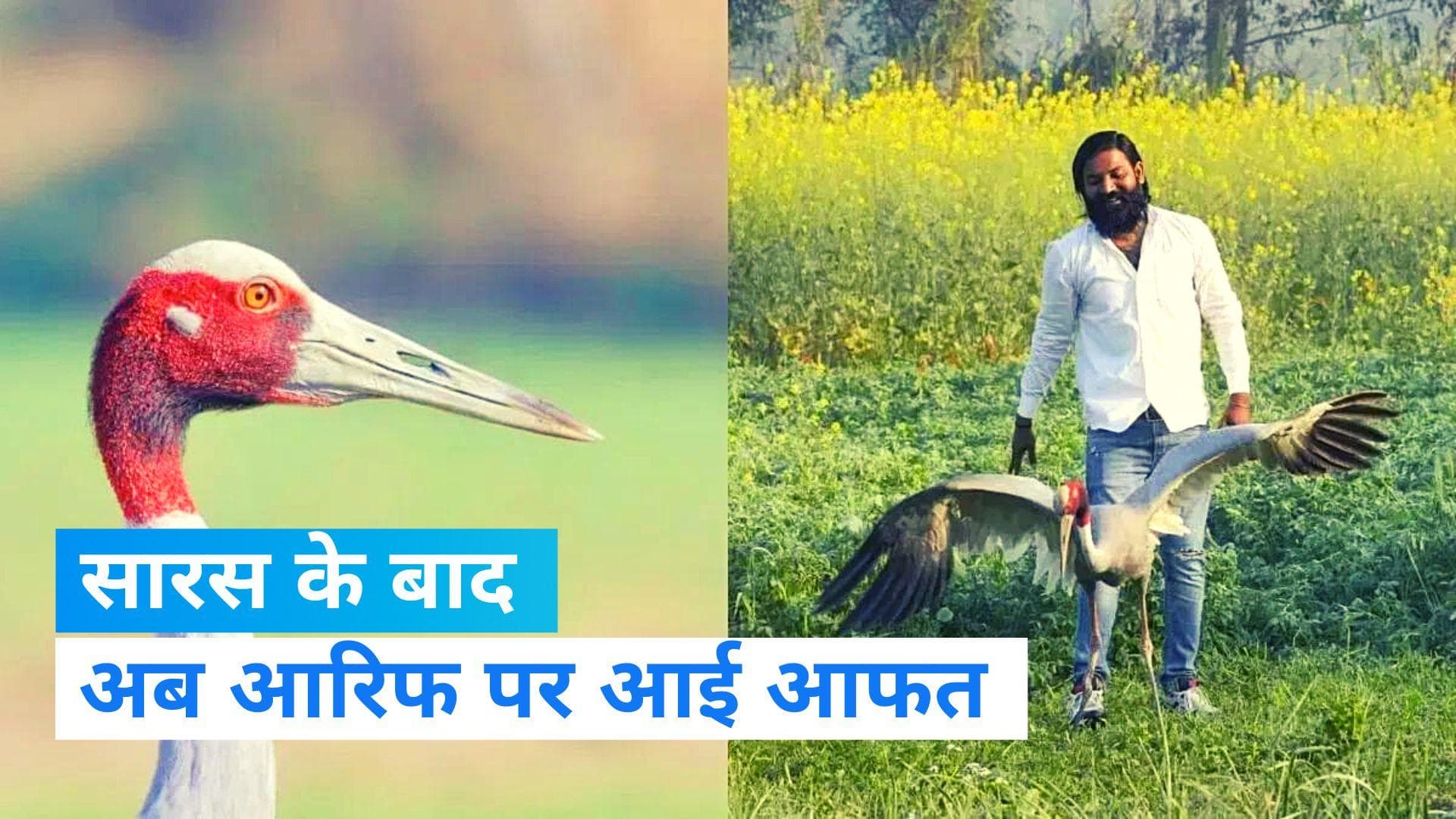 Saras And Arif: सारस के 'दोस्त' आरिफ पर FIR दर्ज, अखिलेश से मुलाकात करना पड़ा भारी?