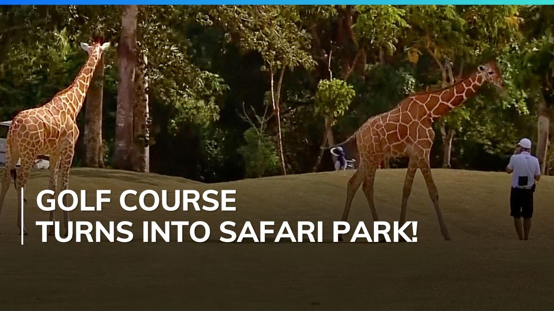 Watch! Giraffes stroll on to 18th hole during a golf tournament in Kenya