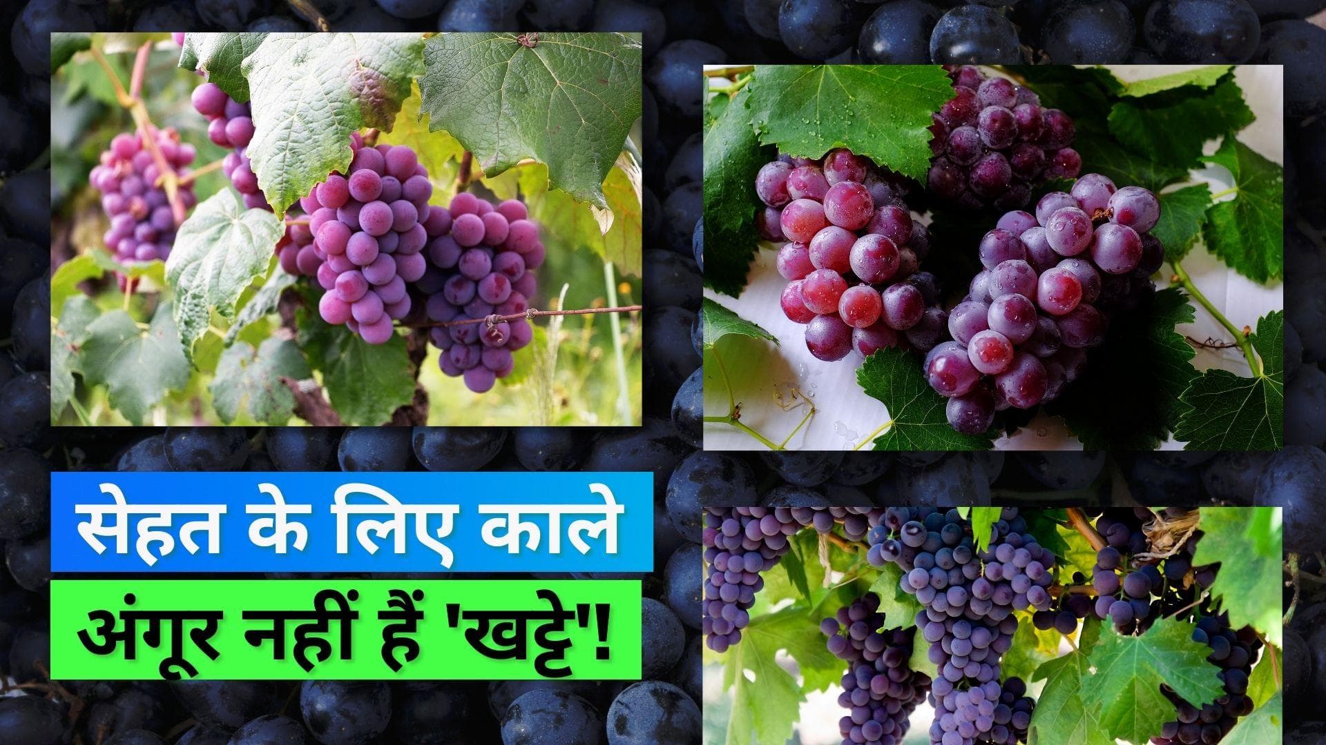 Black Grapes Benefits: काले अंगूर खाने से सेहत को मिलते हैं कई फायदे, दिल से लेकर दिमाग भी रहता है सेफ  