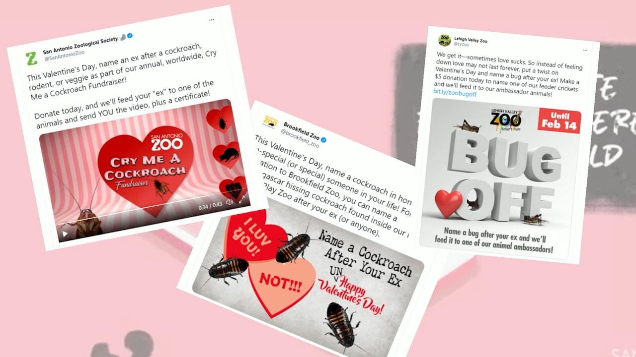Valentine's Day: still holding grudge against your ex? 'Cry Me a Cockroach' event may help