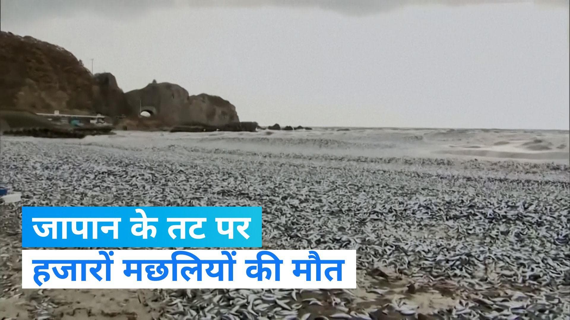 Video: जापानी तट पर बहकर आईं हजारों मरी हुई मछलियां