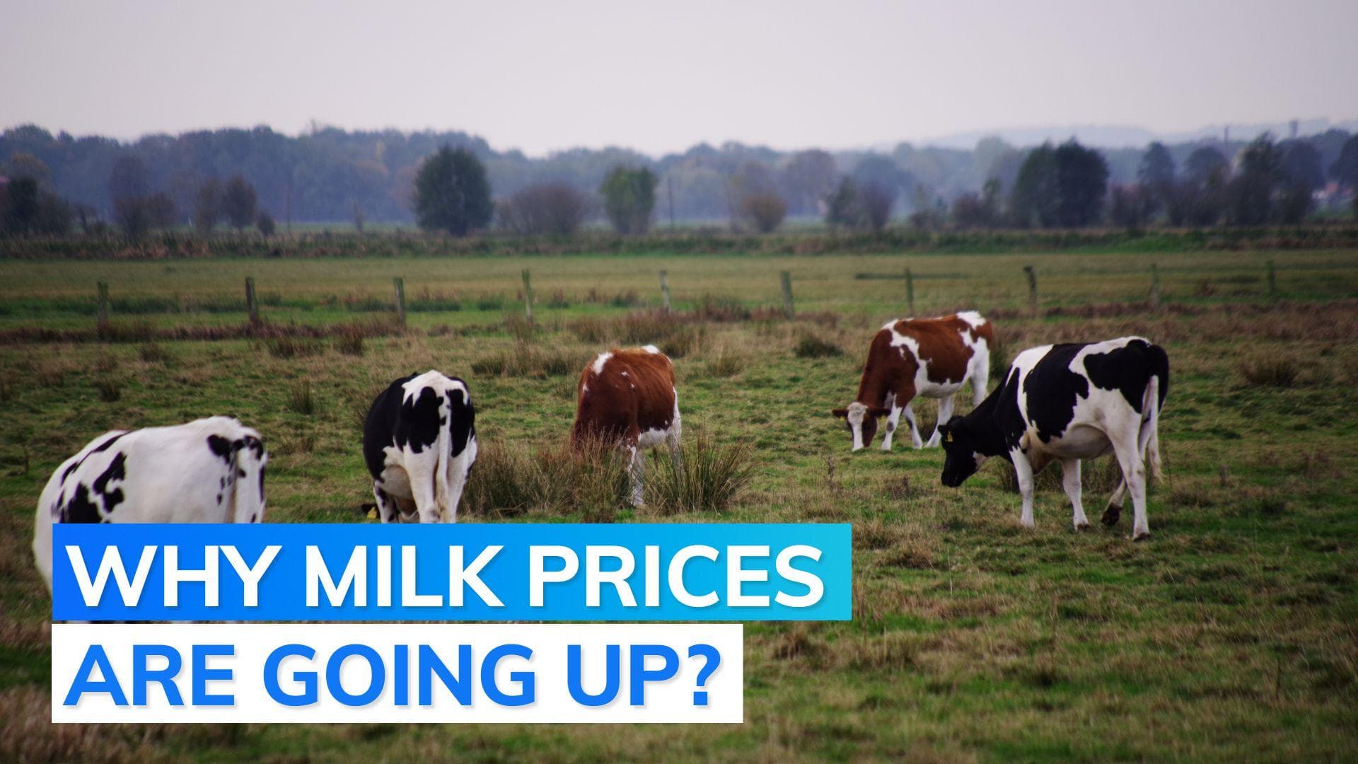 India’s milk imports soar as disease hits local cattle stock