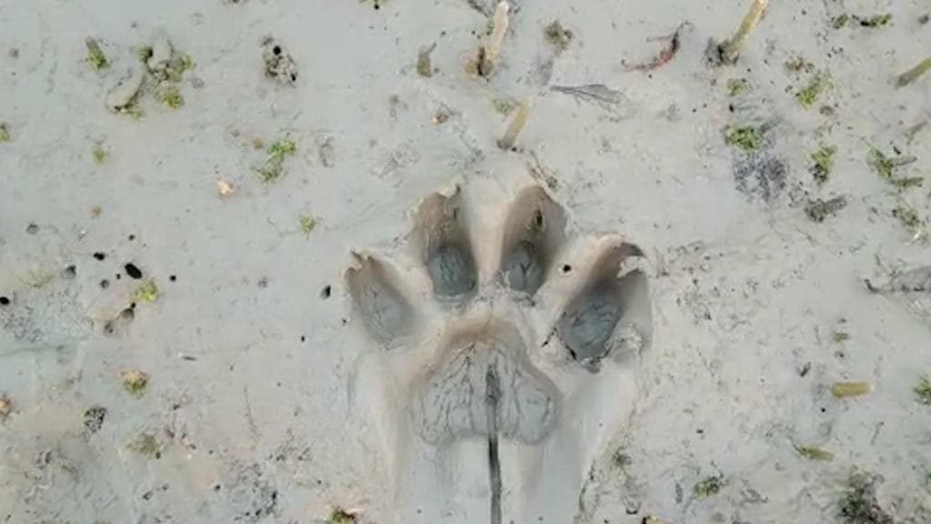 Tiger in Satjelia: বাঘের পায়ের ছাপ দেখা গেল সুন্দরবনের সাতজেলিয়াতে, আতঙ্কে রয়েছেন স্থানীয় বাসিন্দারা