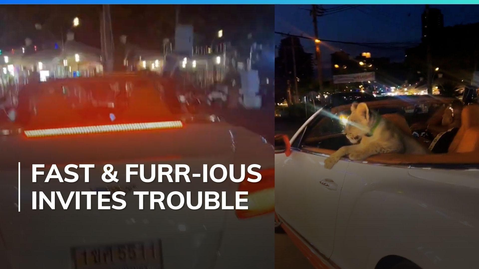 Video of man driving Bentley with lion cub in backseat leaves internet users divided