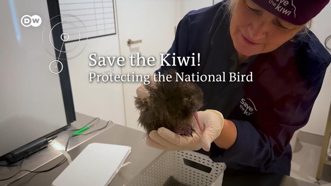 Saving the kiwi: protecting New Zealand's national bird