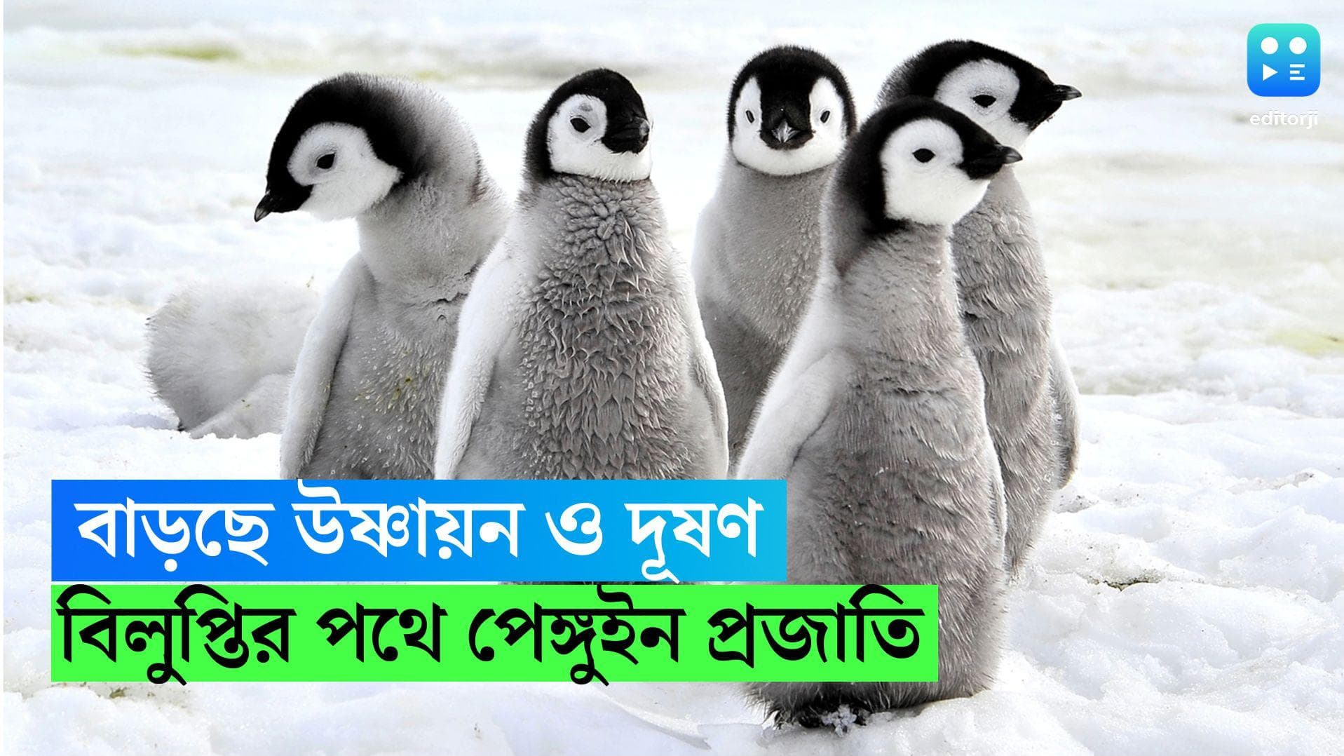 Penguin Antarctica: বিশ্ব উষ্ণায়ন ও দূষণ, শতাব্দীর শেষে বিলুপ্ত হয়ে যেতে পারে পেঙ্গুইন, দাবি গবেষণায়