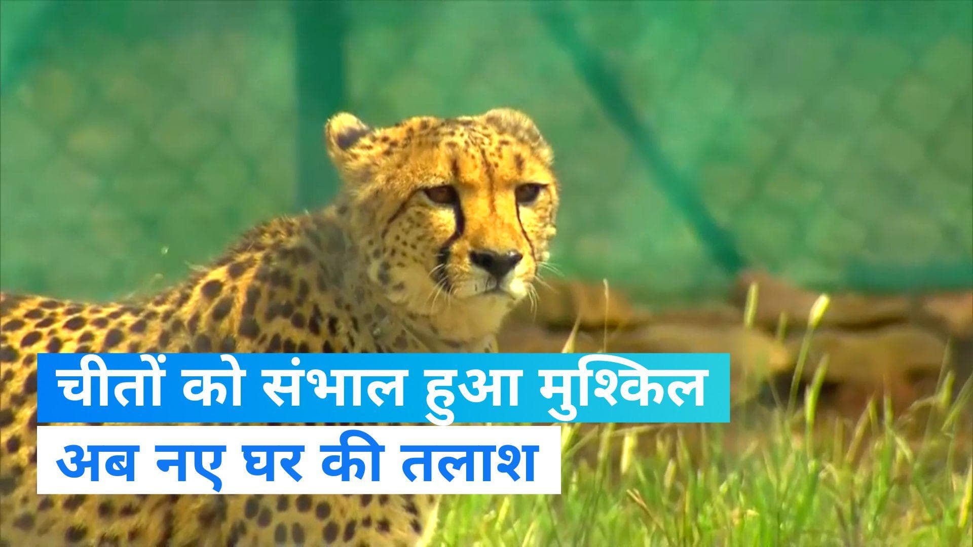 Kuno National Park: कूनो नेशनल पार्क में 19 चीतों को संभालना हुआ मुश्किल, अब नए घर की तलाश 