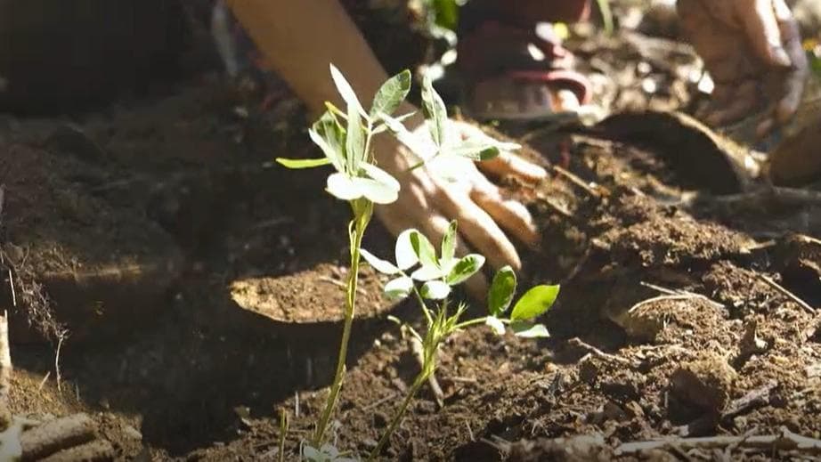 मुंबई वालों का पेट भरने के लिए भोजन वन