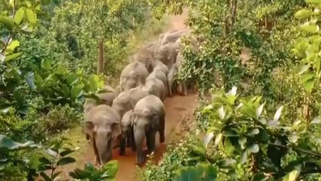বুনো হাতির তাণ্ডবে জীবন নরক, 'উদাসীন' সরকার নিয়ে ক্ষোভ সোনামুখীর গ্রামবাসীদের
