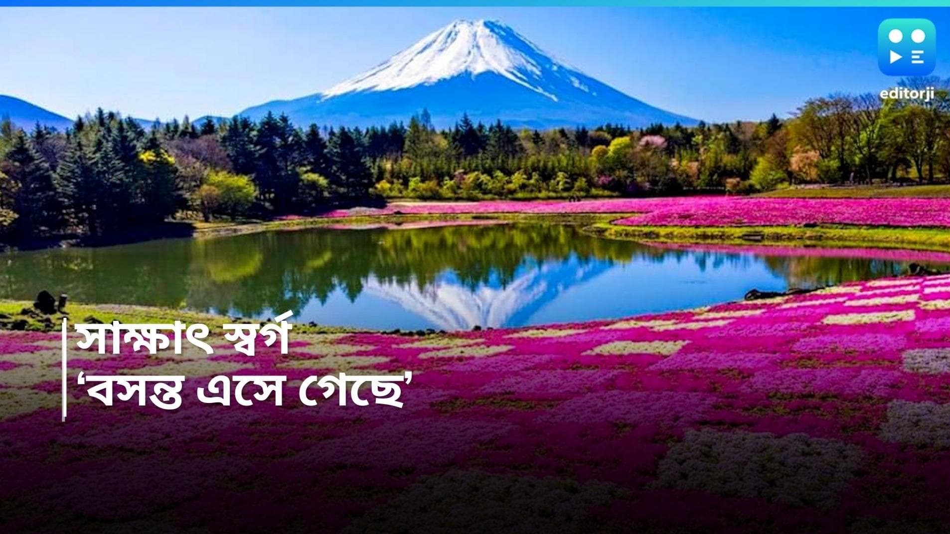 Springtime Flower: গ্রীষ্মের দাপট নেই মোটে! শহরজুড়ে বসন্ত বাহার! গোলাপি ফুলের চাদোয়ায় ঢাকা এ কোন স্বর্গ?