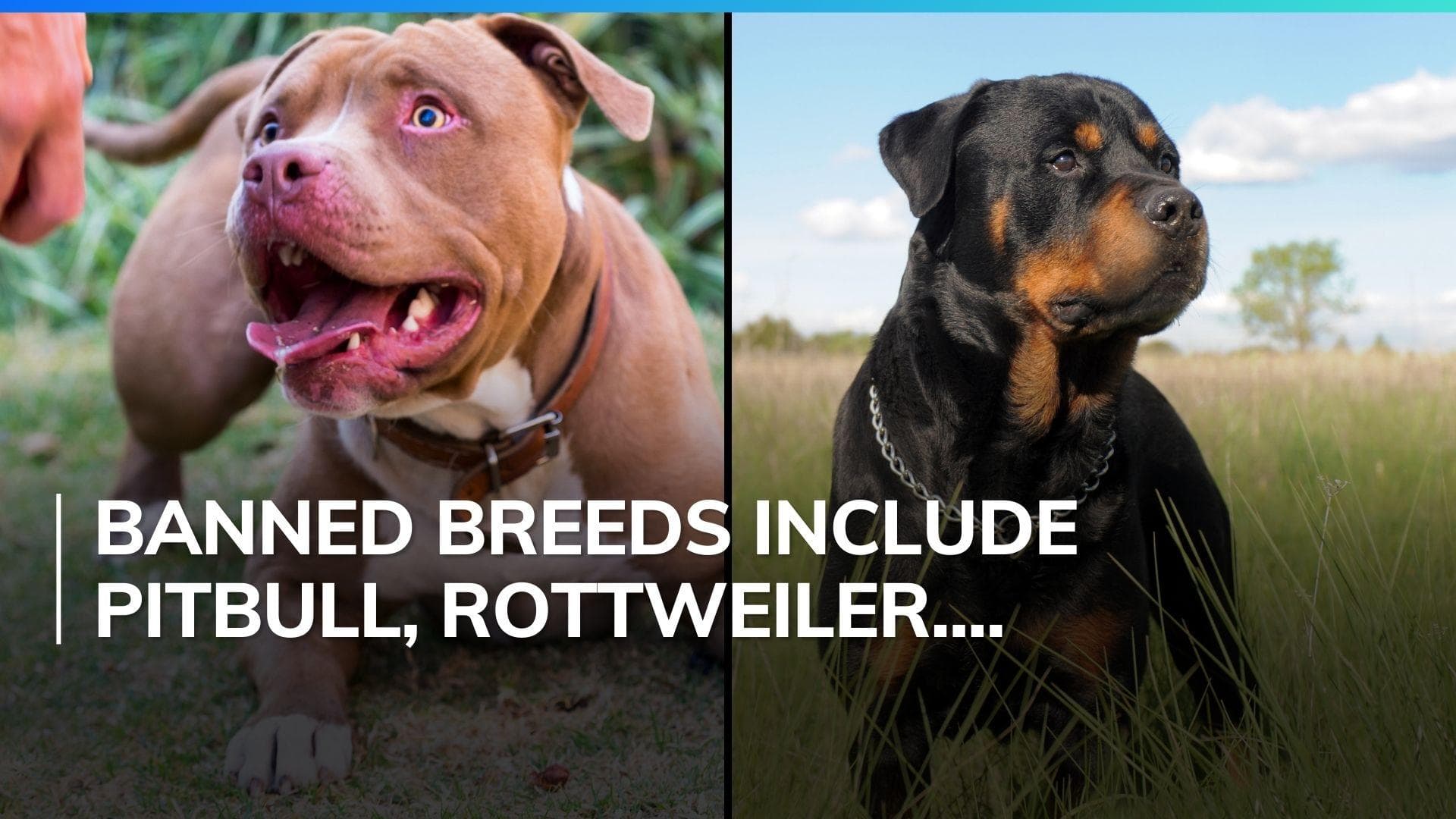 Centre orders states to ban 23 breeds of 'ferocious' dogs